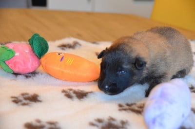Les chiots de Berger Belge