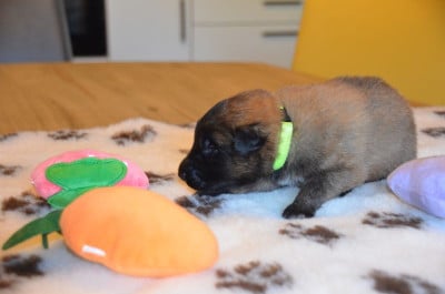 Les chiots de Berger Belge