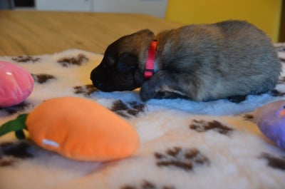 Les chiots de Berger Belge