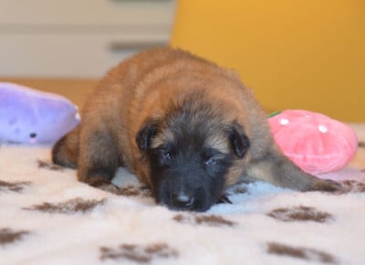 Les chiots de Berger Belge