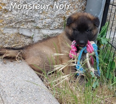 Les chiots de Berger Belge