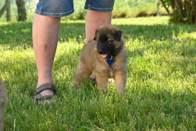 Les chiots de Berger Belge