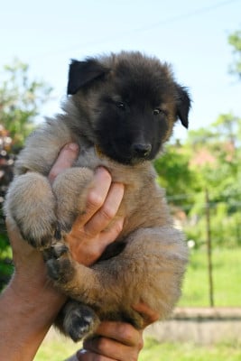 Les chiots de Berger Belge