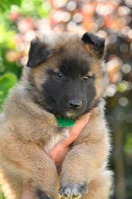 Les chiots de Berger Belge