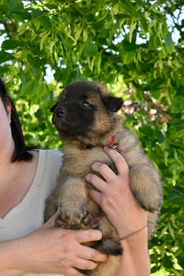 Les chiots de Berger Belge