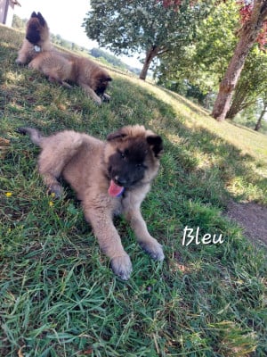 Les chiots de Berger Belge