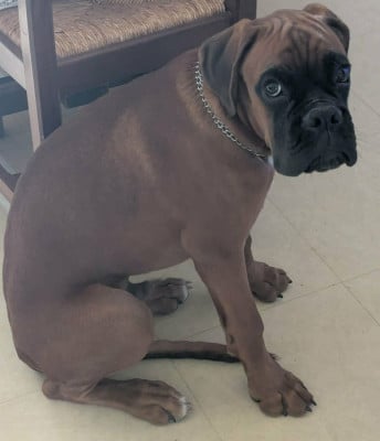 Les chiots de Boxer