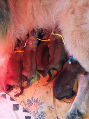 Les chiots de Berger Belge