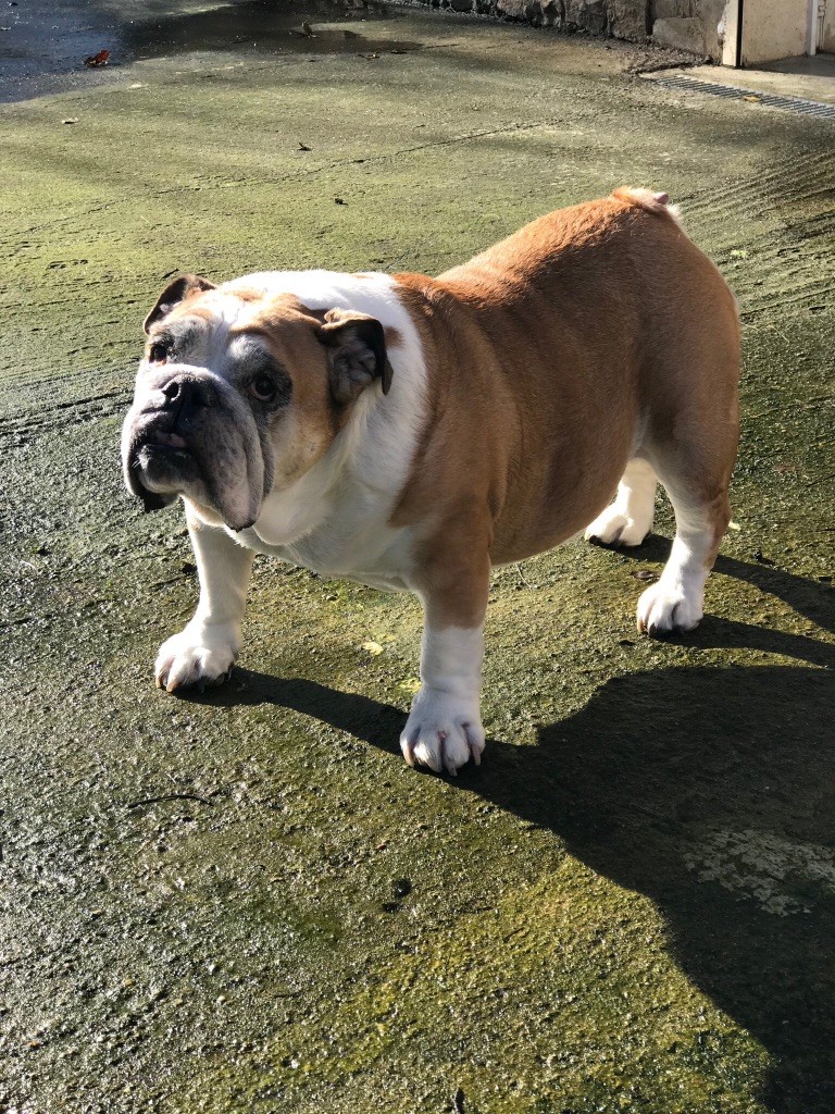 Publication : Tommy's Family's Auteur : Marie Pierre Andrieu