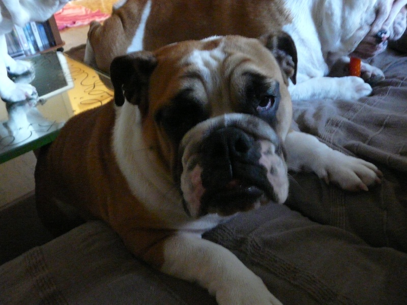 Publication : Tommy's Family's Auteur : Marie Pierre Andrieu