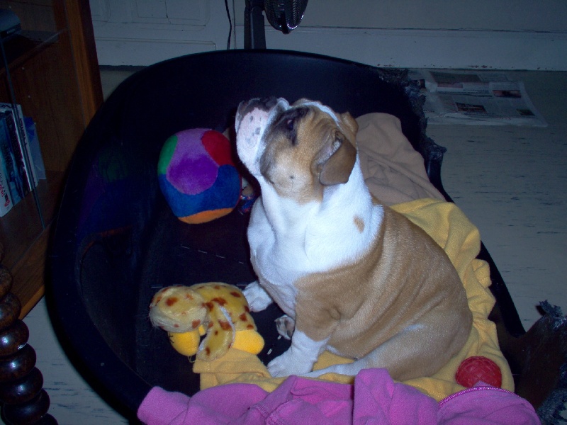 Publication : Tommy's Family's Auteur : Marie Pierre Andrieu