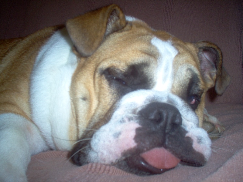 Publication : Tommy's Family's Auteur : Marie Pierre Andrieu