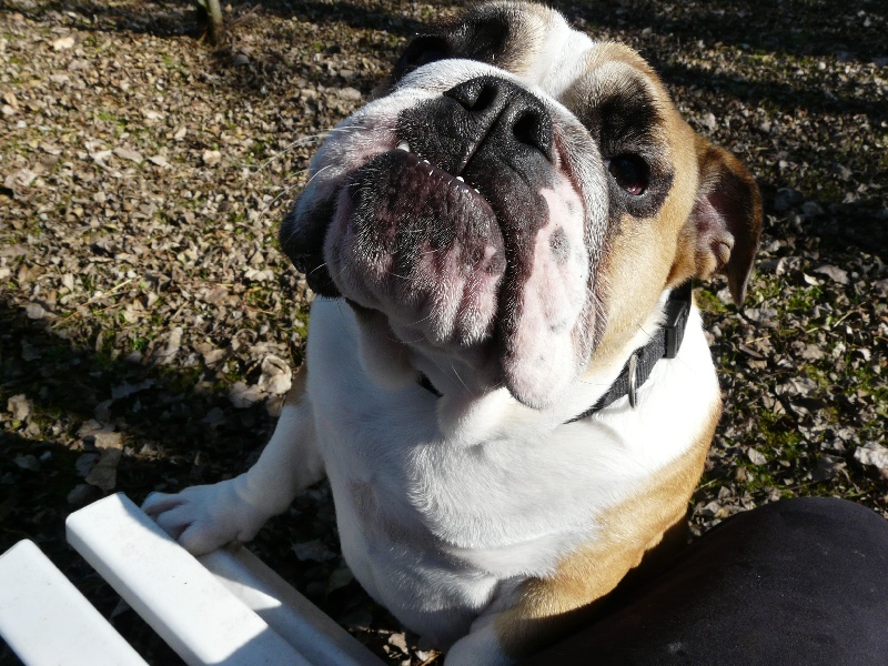 Publication : Tommy's Family's Auteur : Marie Pierre Andrieu