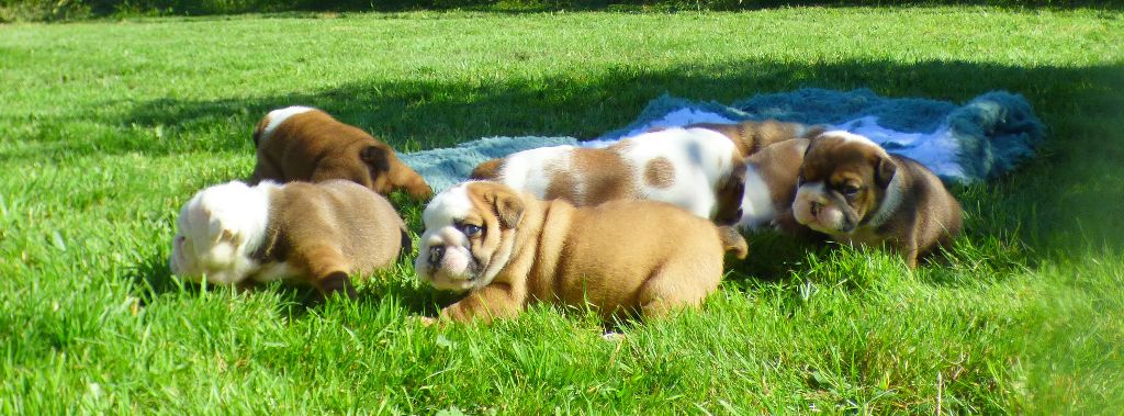 chiot Bulldog Anglais Bull's of Normandy