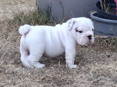 Les chiots de Bulldog Anglais