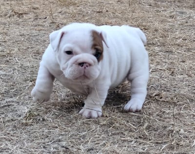 Les chiots de Bulldog Anglais