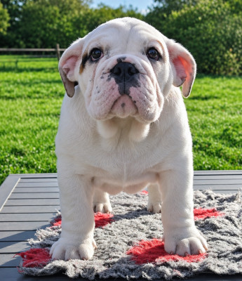 Les chiots de Bulldog Anglais