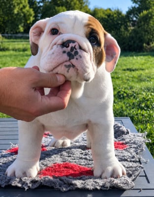 Les chiots de Bulldog Anglais