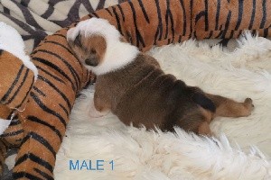 CHIOT male 1