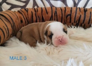 CHIOT MALE 3