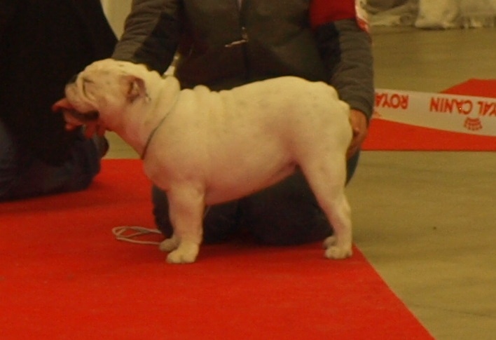 CH. Illona van Trod - Puppy Classe Tres Prometteur