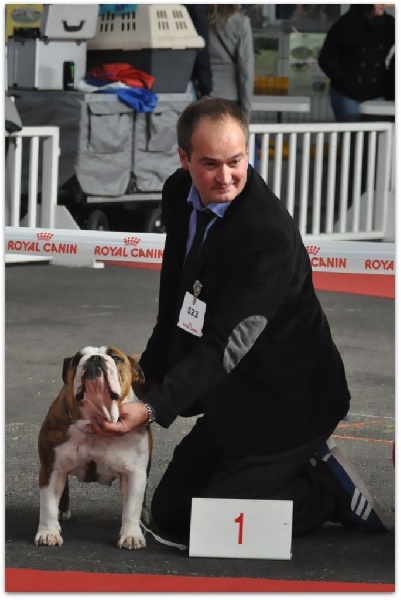 CH. Bull's of Normandy jzerba - 1er EXCELLENT