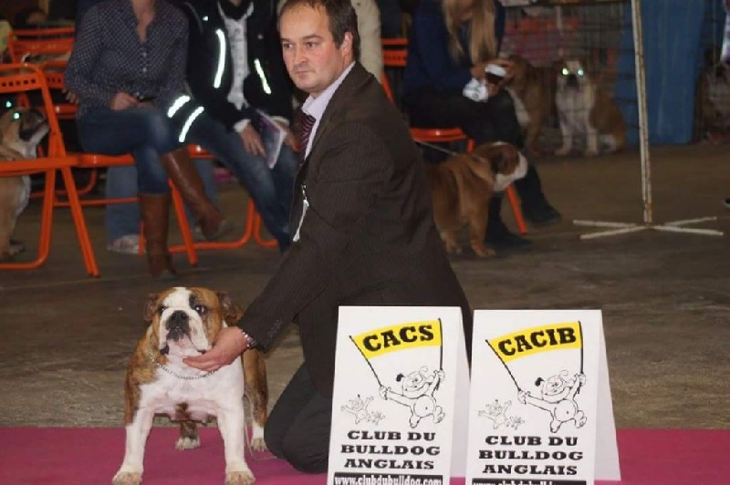 CH. Bull's of Normandy jzerba - 1er EXCELLENT / CACS / CACIB