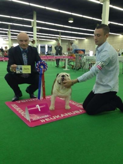 CH. Bull's of Normandy I'm tyson - 1ex / MEILLEUR JEUNE / BEST OF GROUP