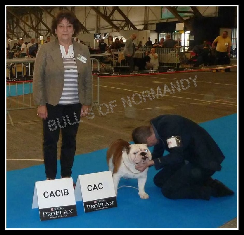 CH. Bull's of Normandy I'm tyson - 1er EXCELLENT CACS / CACIB / MEILLEUR DE RACE