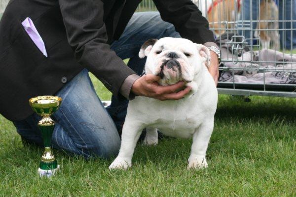 CH. Illona van Trod - classe jeune-1er Très Bon