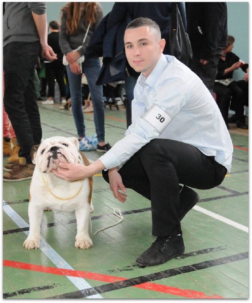 CH. Bull's of Normandy I'm tyson - EXCELLENT