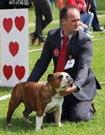 CH. Bull's of Normandy jzerba - 4e EXCELLENT ( 23 entrées )