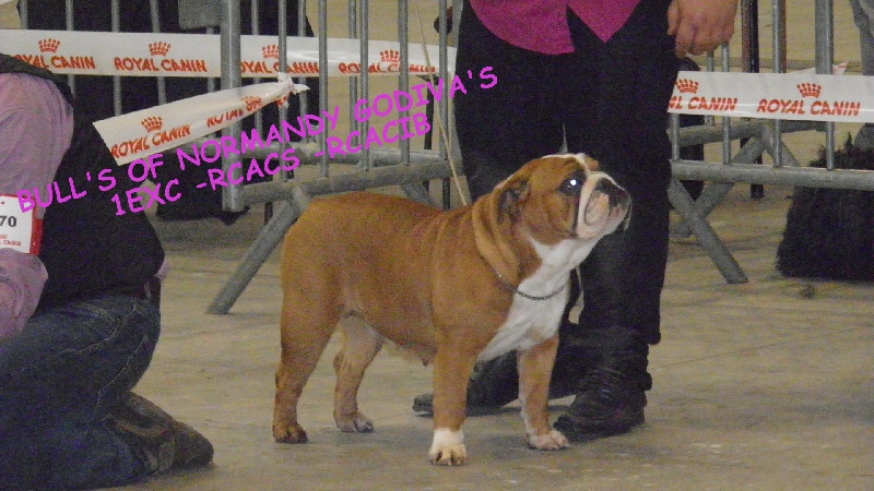 Bull's of Normandy Godiva's - 1er EXCELLENT / RCACS / RCACIB