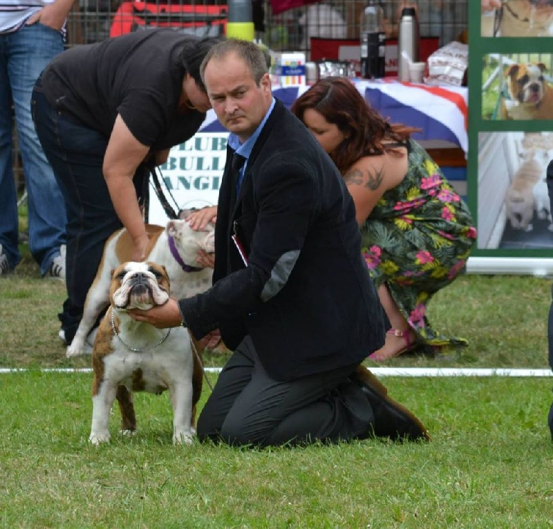 CH. Bull's of Normandy jzerba - 1er EX / MEILLEUR JEUNE / JBEST OF THE GROUP / JBEST IN SHOW