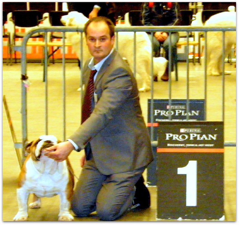 CH. Eace of Fashion-Bull's - 1er EXCELLENT / CAC / CACIB / BOS