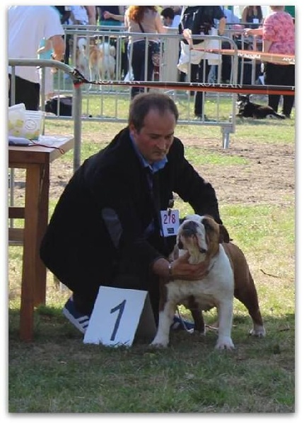 CH. Bull's of Normandy jzerba - 1er EXCELLENT / RCACS