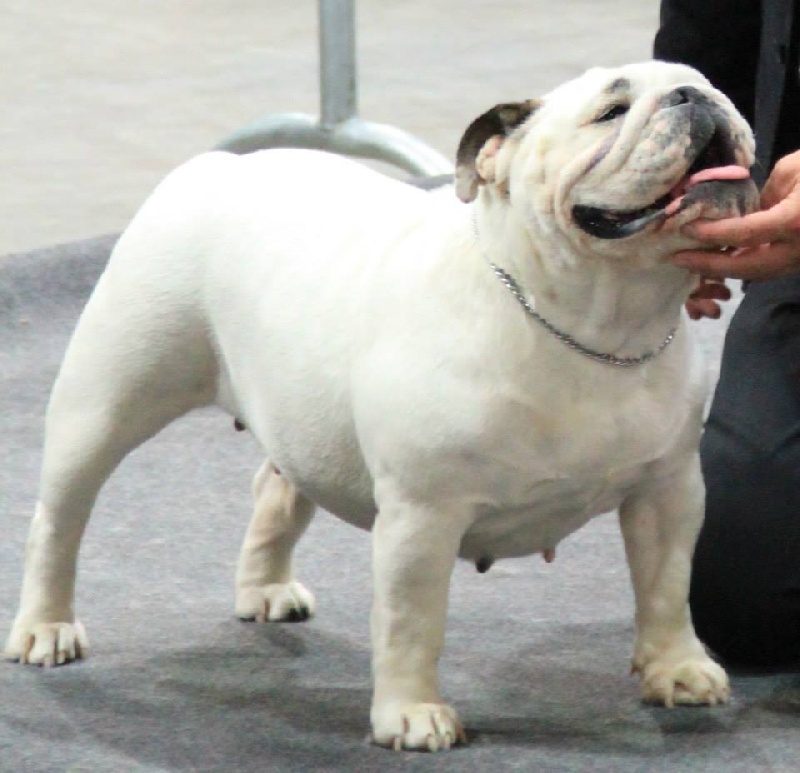 CH. Illona van Trod - 2eme RCACL