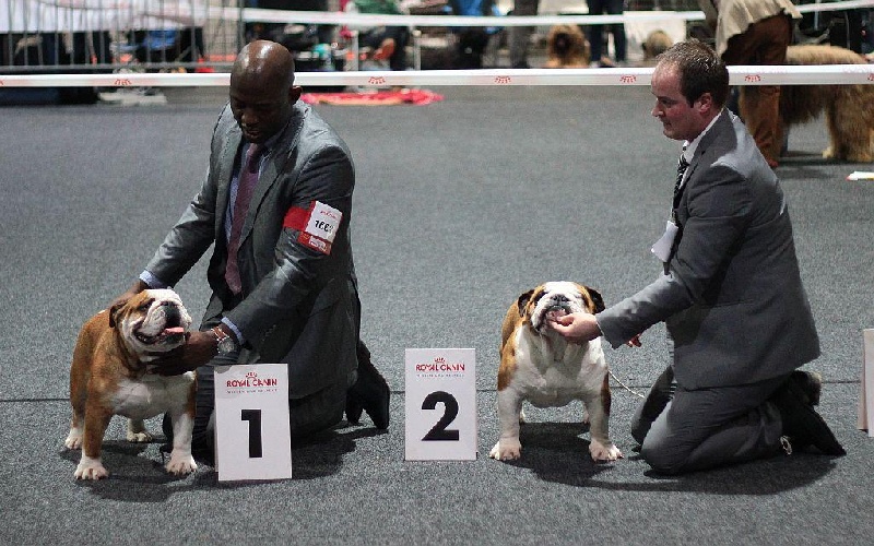 CH. Eace of Fashion-Bull's - 1er Ex / Anw. Dt. Ch. VDH/ RCac / RCacib