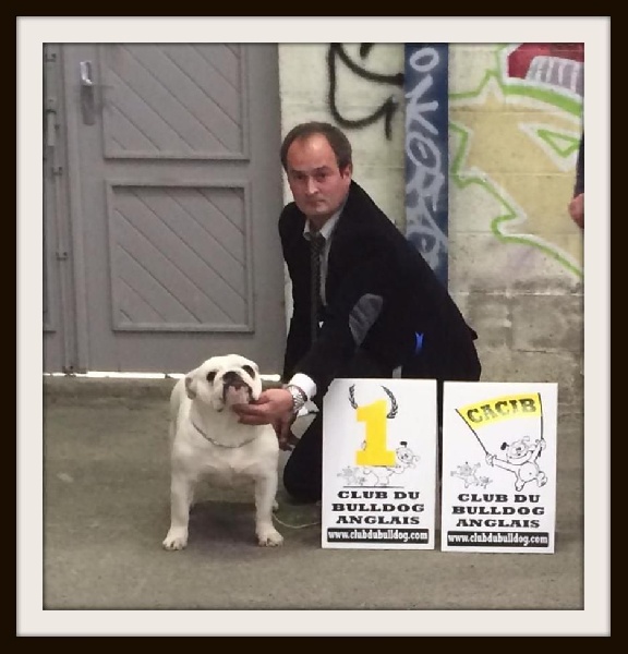 CH. Bull's of Normandy Gallak - 1er EXCELLENT / CACIB / MEILLEURE FEMELLE