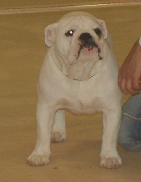 CH. Bull's of Normandy Gallak - TRES PROMETTEUR