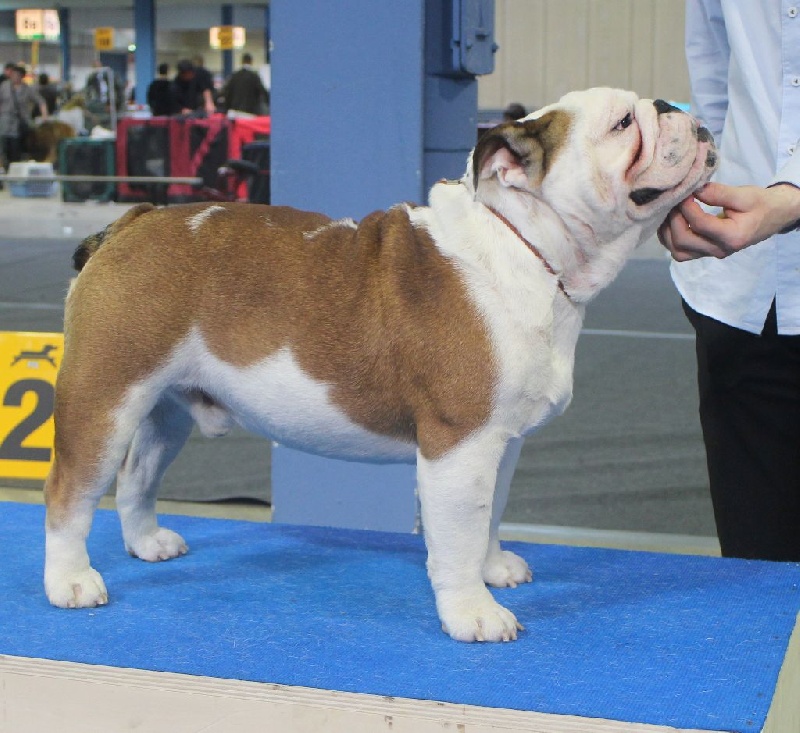 CH. Bull's of Normandy I'm tyson - EXCELLENT