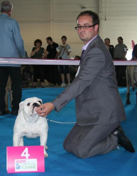 CH. Bull's of Normandy Gallak - 4e EXCELLENT