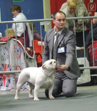 CH. Bull's of Normandy Gallak - 1er EXCELLENT / CACL / RCACIB