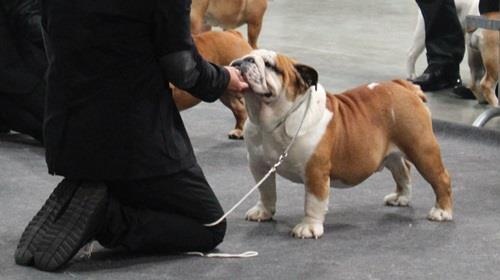 CH. Eace of Fashion-Bull's - 1er / CACL / BEST MALE / CACIB / BEST OF BREED