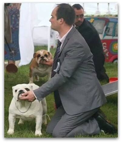 CH. Bull's of Normandy Gallak - EXCELLENT - termine parmi les 10 premiere