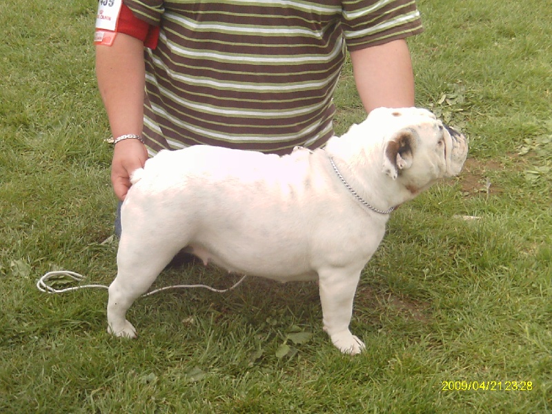 CH. Illona van Trod - classe jeune - 2e EXCELLENT