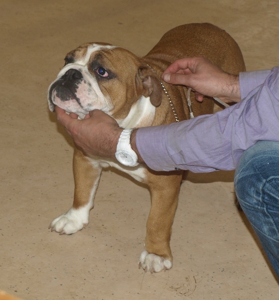 Bull's of Normandy Godiva's - TRES PROMETTEUR