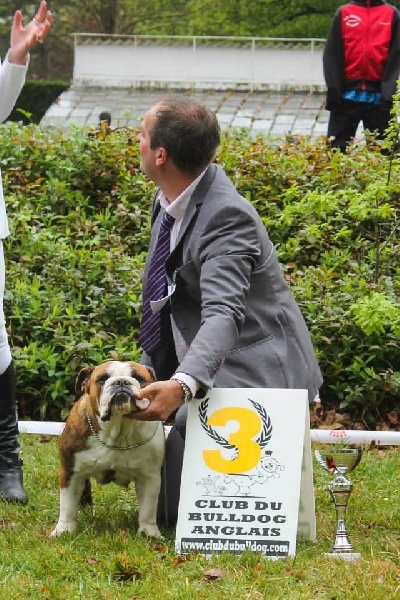 CH. Bull's of Normandy jzerba - 3eme EXCELLENT (44 bulldogs)