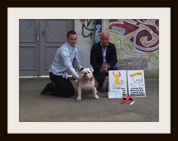 CH. Bull's of Normandy I'm tyson - 1er EXCELLENT / MEILLEUR JEUNE / MEILLEUR DE RACE