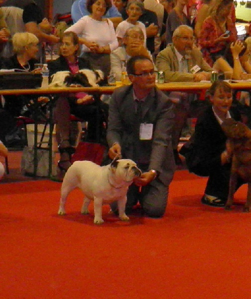 CH. Illona van Trod - 1 EX / CACIB / MEILLEUR DE RACE (BOB)